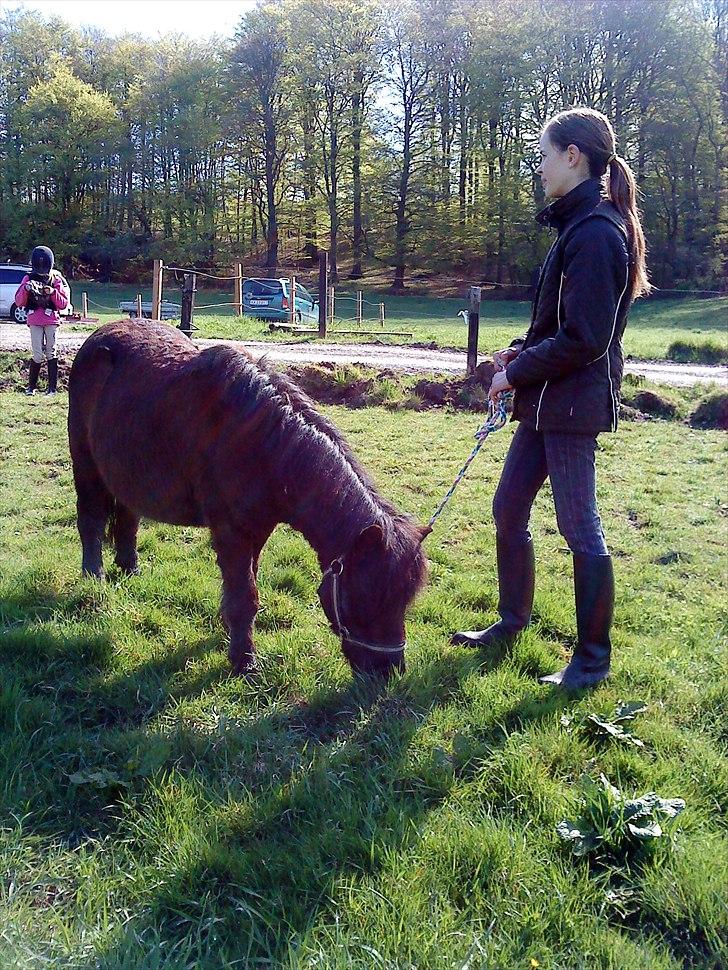 Shetlænder Prins billede 10