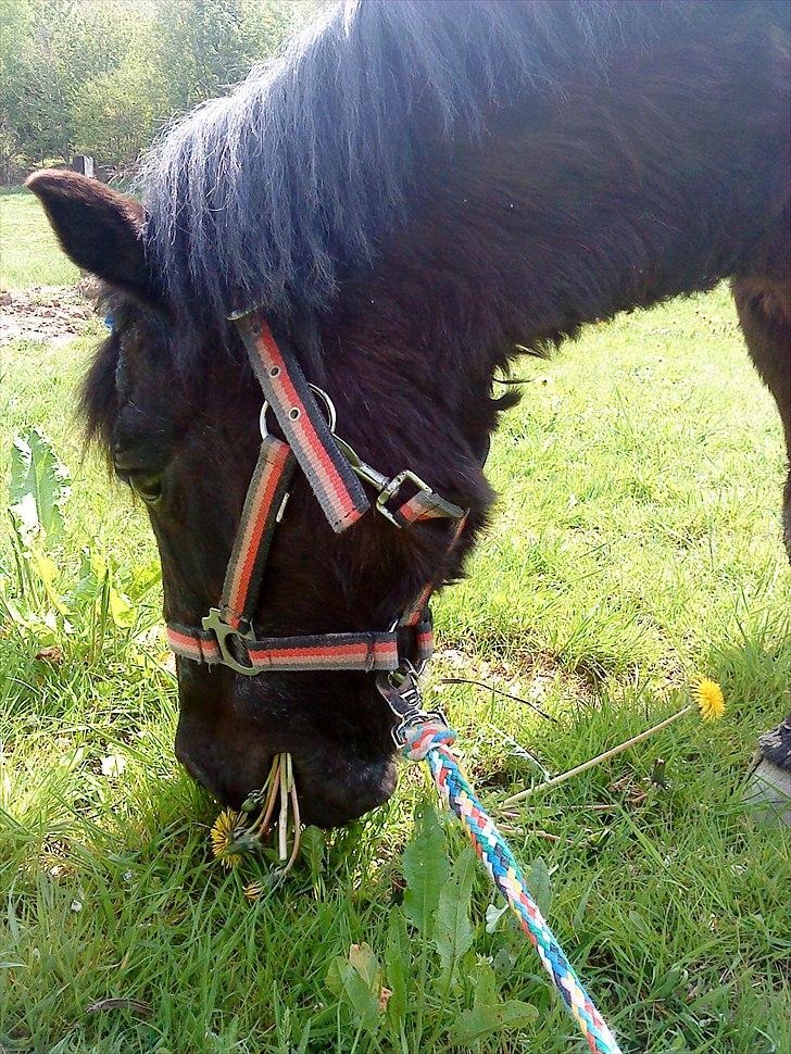 Shetlænder Prins billede 12