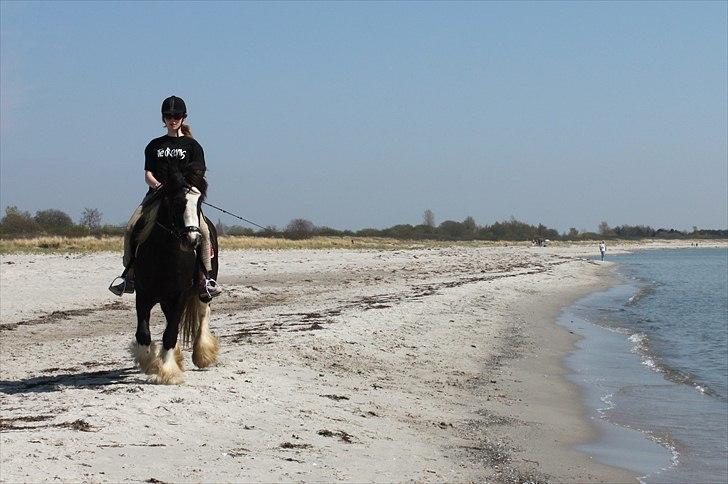 Irish Cob Ådalens Pocahontas - På stranden :D billede 16