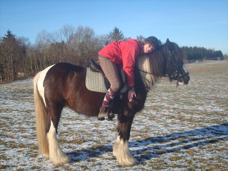 Irish Cob Ådalens Pocahontas - Ude og prøve hende for anden gang :) billede 17