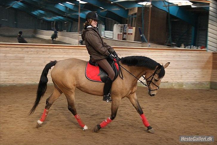 Connemara Loftsome Sandora - ;) billede 8