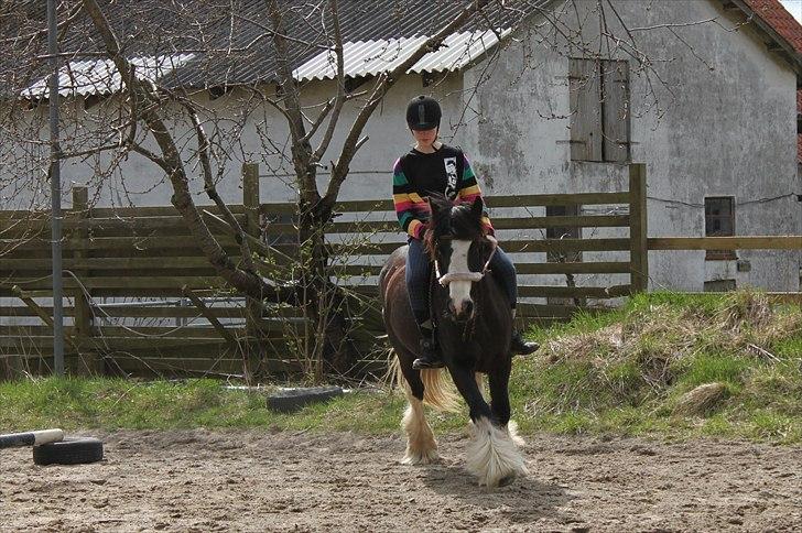 Irish Cob Ådalens Pocahontas billede 18