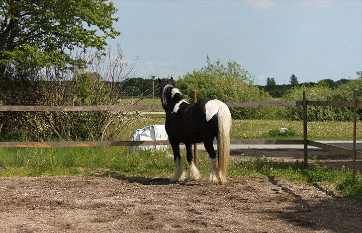 Irish Cob Ådalens Pocahontas - <3 billede 20