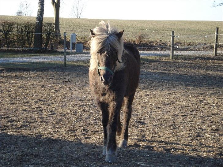 Islænder Sina från Östergård - Bevæger sig som en prinsesse... billede 7