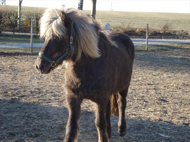 Islænder Sina från Östergård billede 8