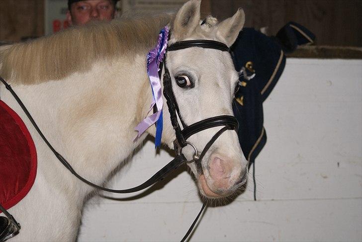 Anden særlig race Freja(SMUKKE) - Smukke - stævne Epona billede 1