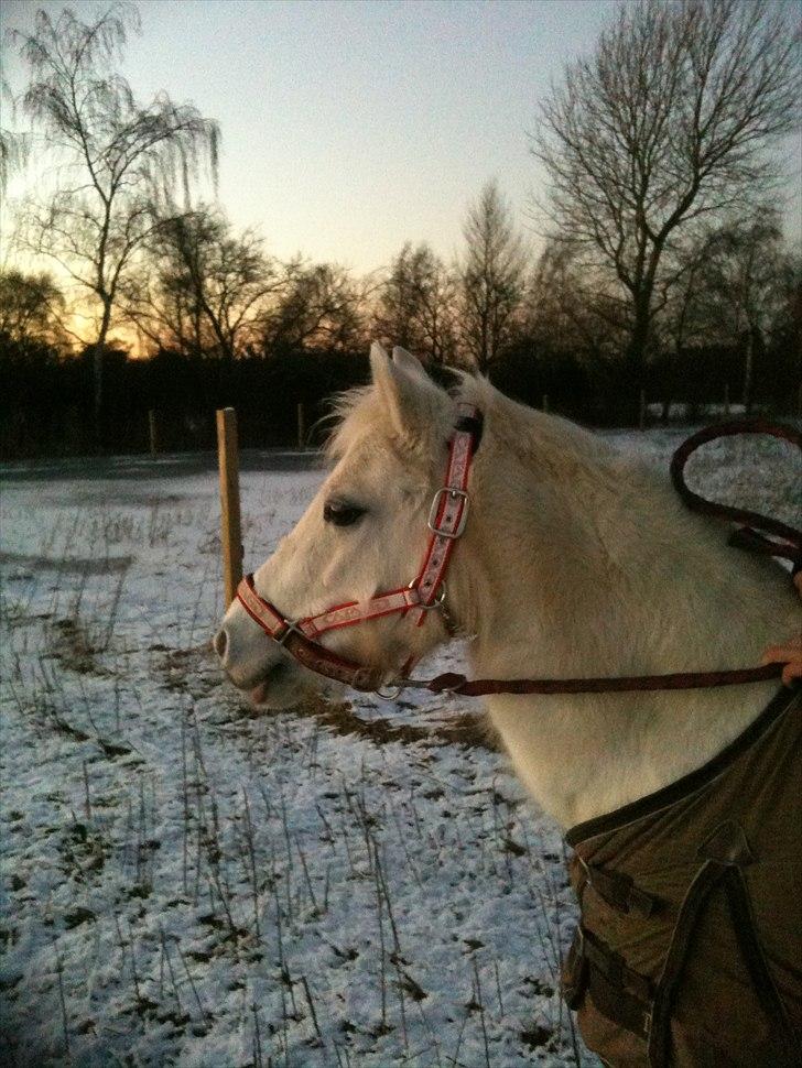 Anden særlig race Freja(SMUKKE) - Storesøster Julie på Smukke billede 3