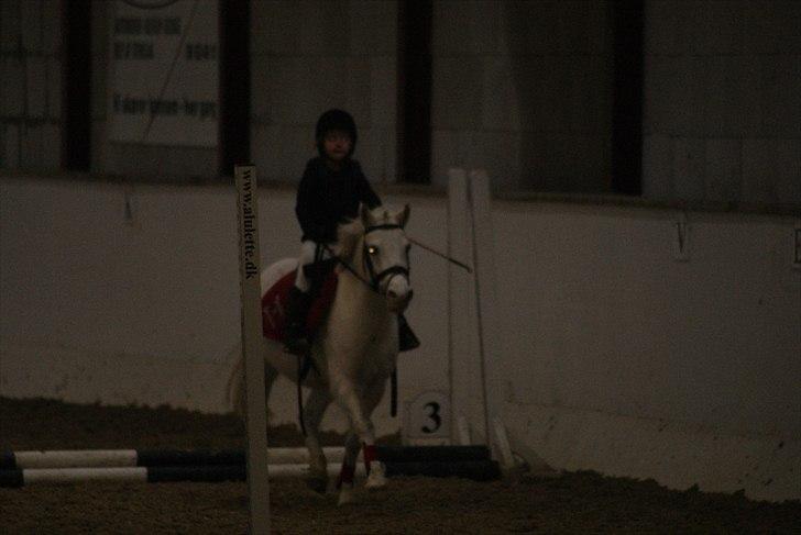 Anden særlig race Freja(SMUKKE) - Cecilie og Smukke stævne Epona billede 5
