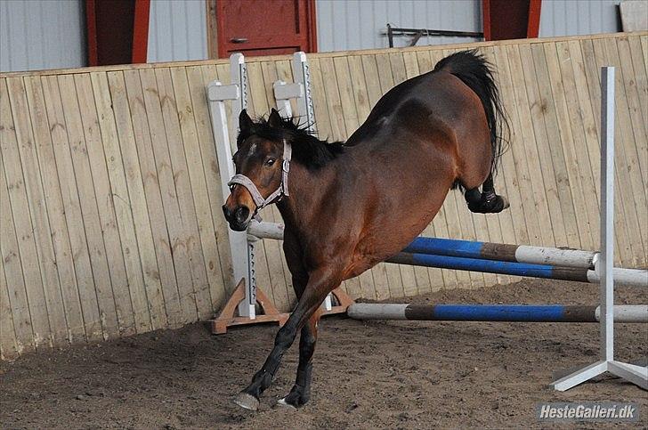 Anden særlig race Cher - Løsspring billede 10