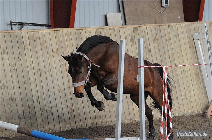Anden særlig race Cher - Løsspring billede 17
