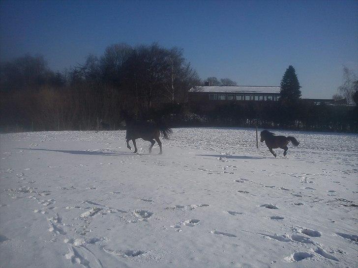 Anden særlig race Manse R.I.P - hehe det her er sjovt :D billede 3