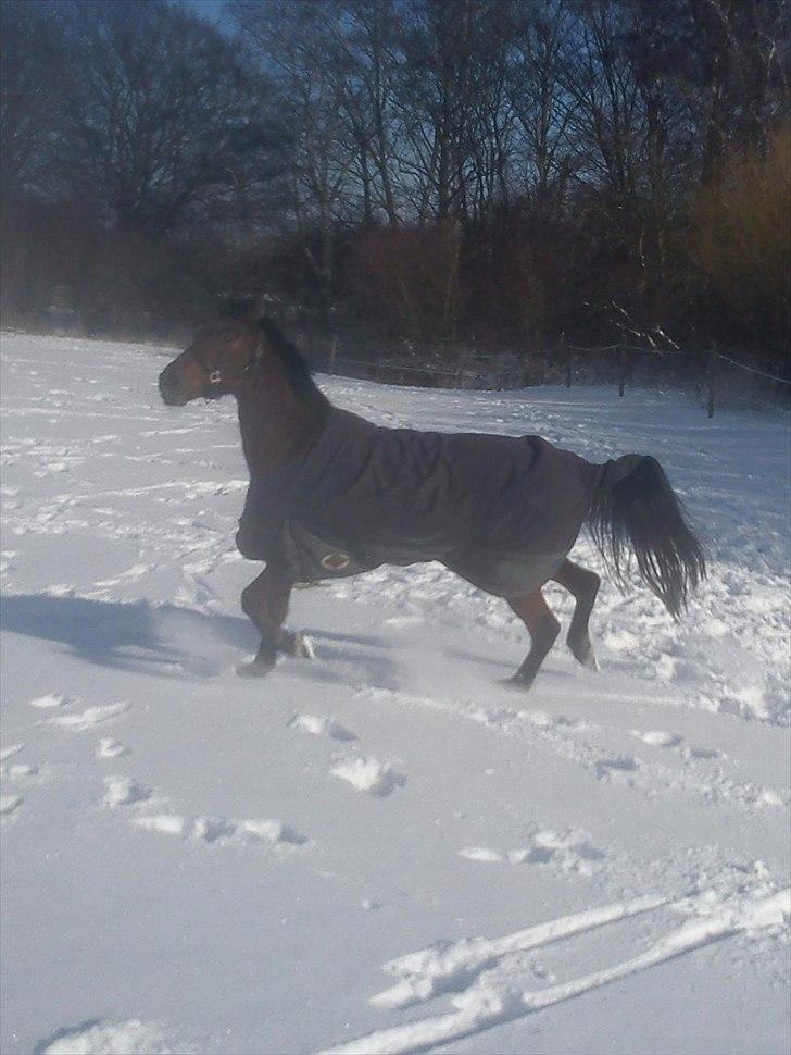 Anden særlig race Manse R.I.P - leger :) billede 4