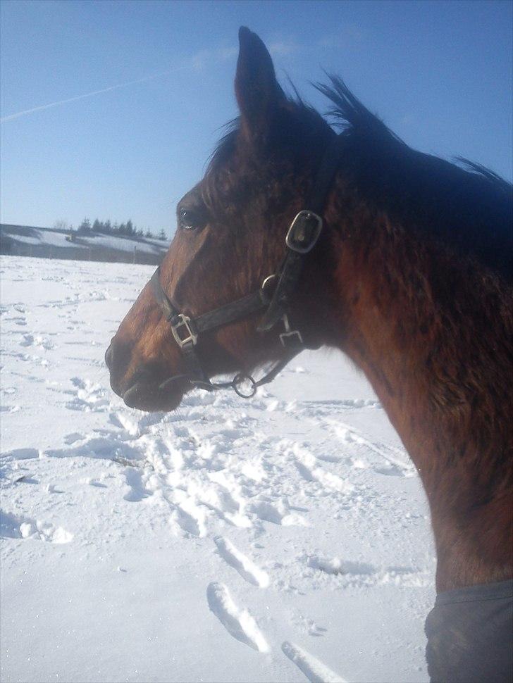 Anden særlig race Manse R.I.P - er ikk vild med du tager billeder af mit hovede så tæt på :D billede 5