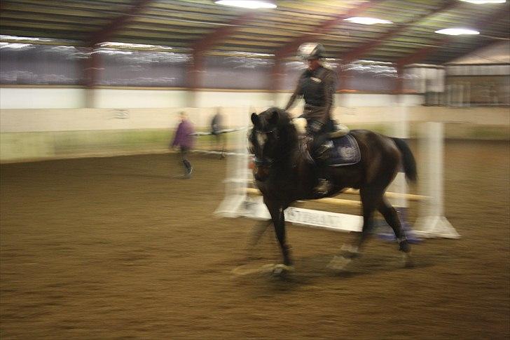 Dansk Varmblod Taarupgaards Cupid <3 billede 7