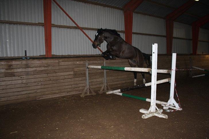 Dansk Varmblod Taarupgaards Cupid <3 - Cupid i stor stil over 130 cm :) billede 8