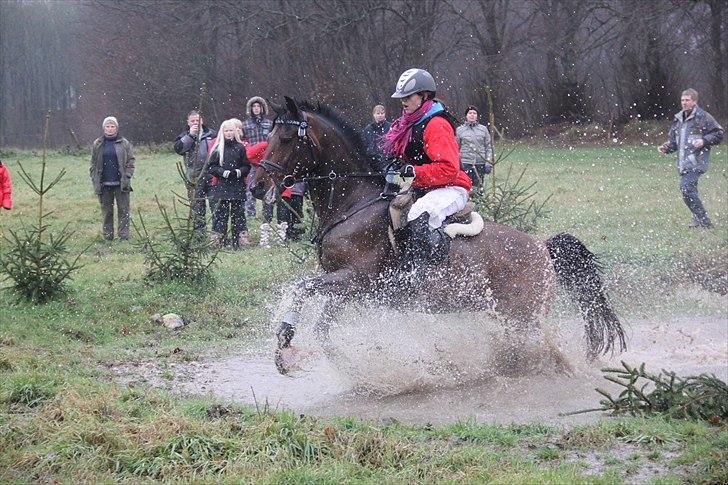 Anden særlig race Apollo  billede 6