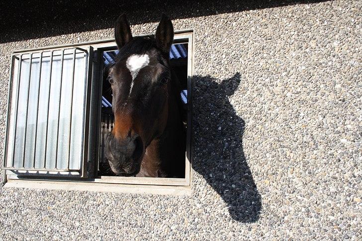 Dansk Varmblod Taarupgaards Cupid <3 - Cupid siger hej :) billede 10