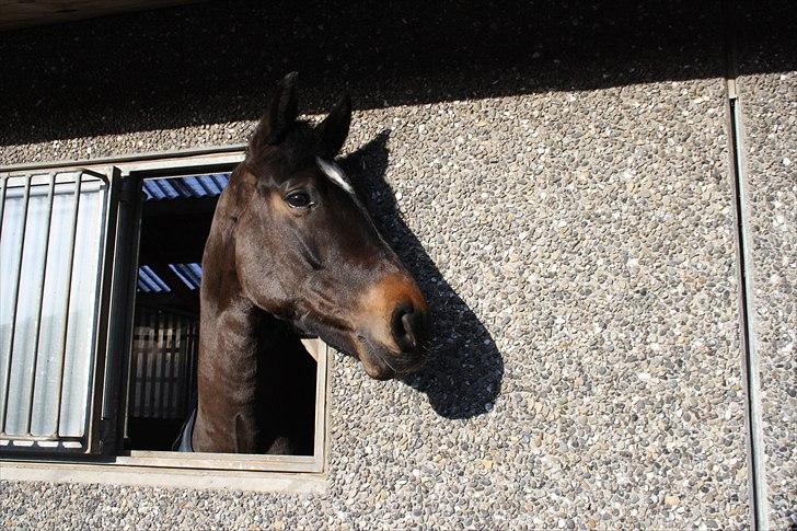 Dansk Varmblod Taarupgaards Cupid <3 - Smukke Cupid :) <3 billede 11