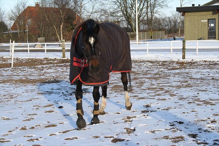 Dansk Varmblod Taarupgaards Cupid <3 - Cupid på fold :) billede 12