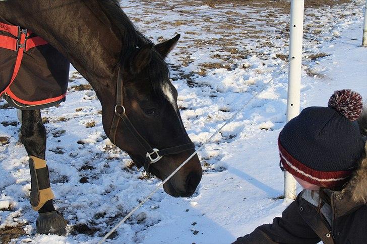 Dansk Varmblod Taarupgaards Cupid <3 - Cupid på fold :) billede 13