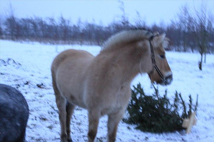 Fjordhest PUK<3 -Frygtløs den frygtsomme pony- billede 3