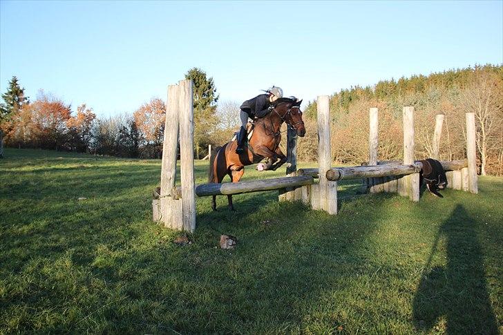 Anden særlig race Apollo  billede 11