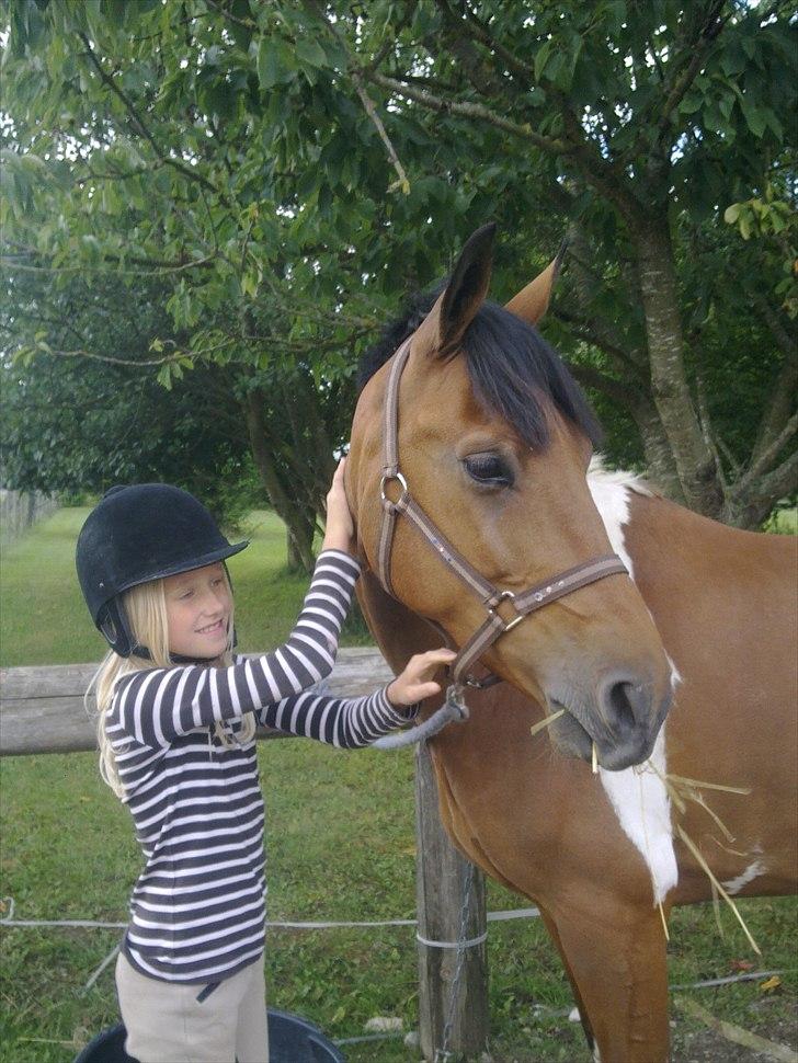 Anden særlig race Halkærhus Painted Pony "Aladdin" billede 2