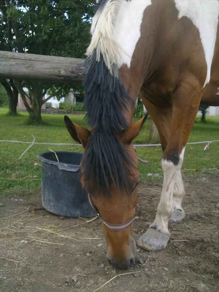 Anden særlig race Halkærhus Painted Pony "Aladdin" billede 4