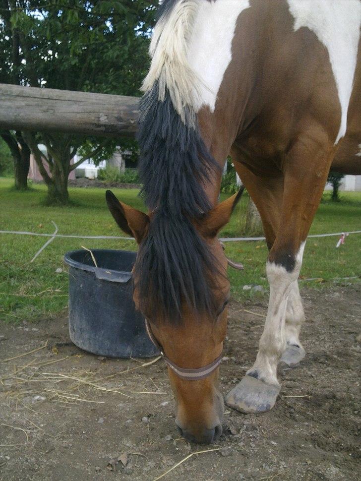 Anden særlig race Halkærhus Painted Pony "Aladdin" billede 4