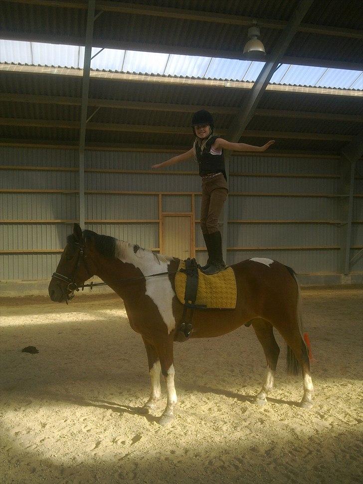 Anden særlig race Halkærhus Painted Pony "Aladdin" billede 5