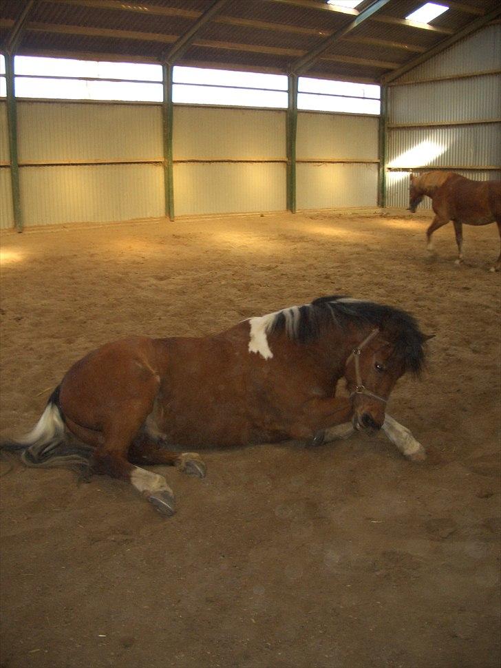 Anden særlig race Halkærhus Painted Pony "Aladdin" billede 7