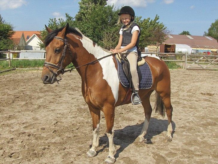 Anden særlig race Halkærhus Painted Pony "Aladdin" billede 8