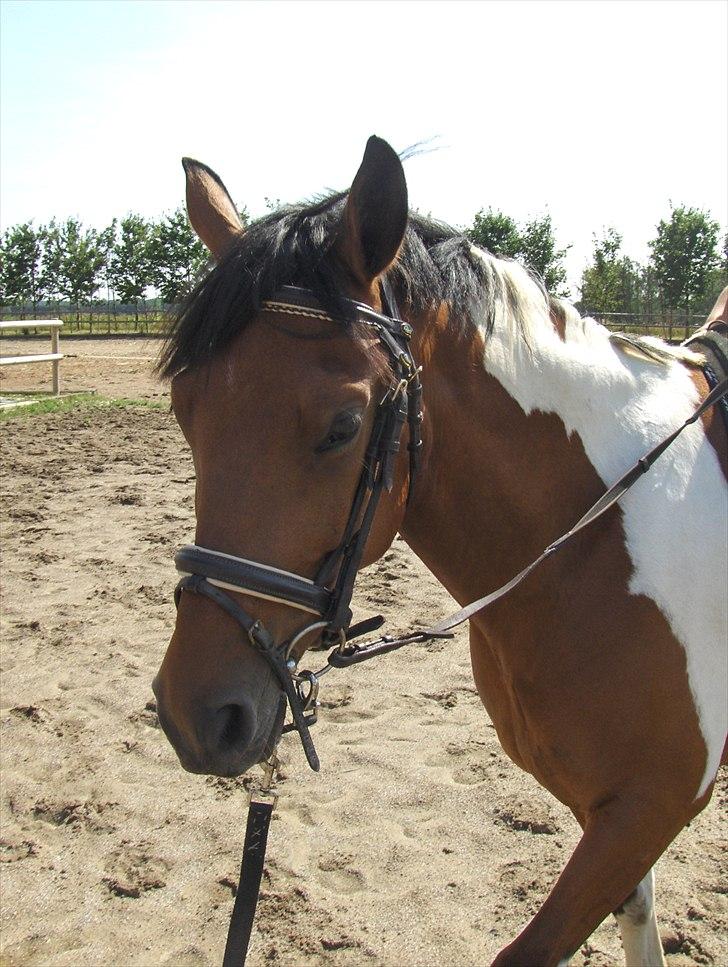 Anden særlig race Halkærhus Painted Pony "Aladdin" billede 9