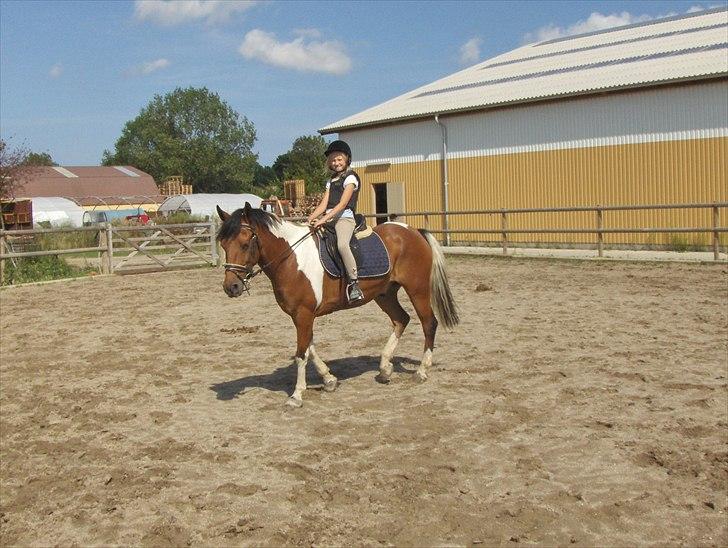 Anden særlig race Halkærhus Painted Pony "Aladdin" billede 10