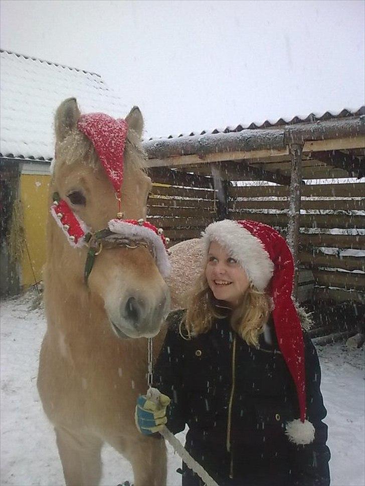Fjordhest Bavnshøj´s Kaiser Julius (Død) - Fra julen 2010 billede 12