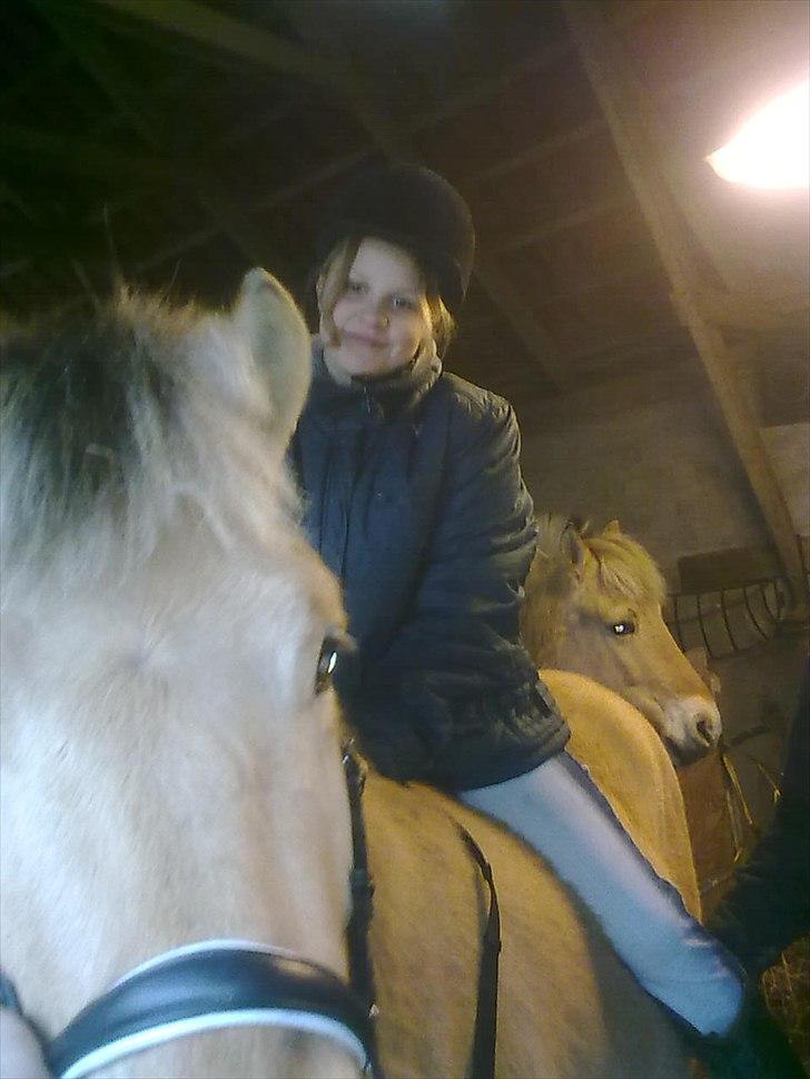 Fjordhest Bavnshøj´s Kaiser Julius (Død) - Julen 2010. Sad der kun i 2 min. billede 13