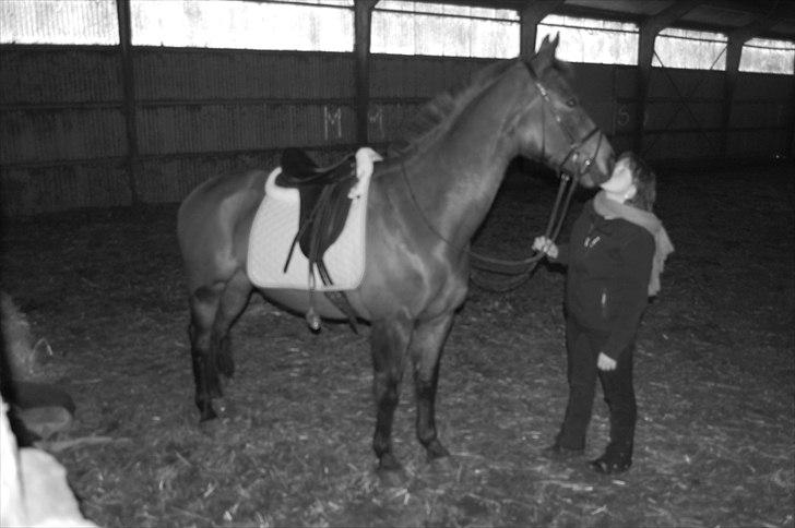 Holstener Magic billede 10