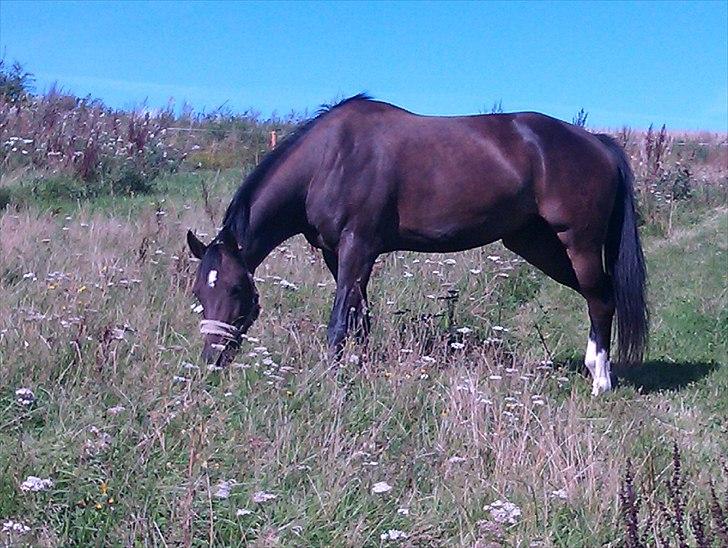 Anden særlig race Valbella - Min skønne hest på sommergræs :) billede 4