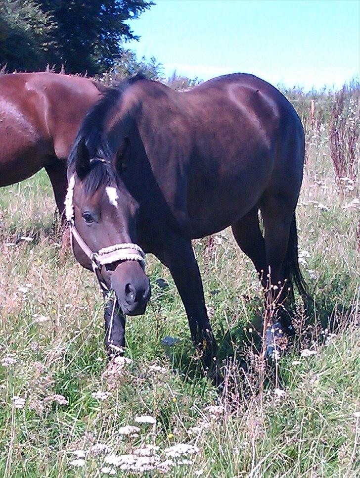 Anden særlig race Valbella - På sommergræs i århus med sine nye venner :) billede 5