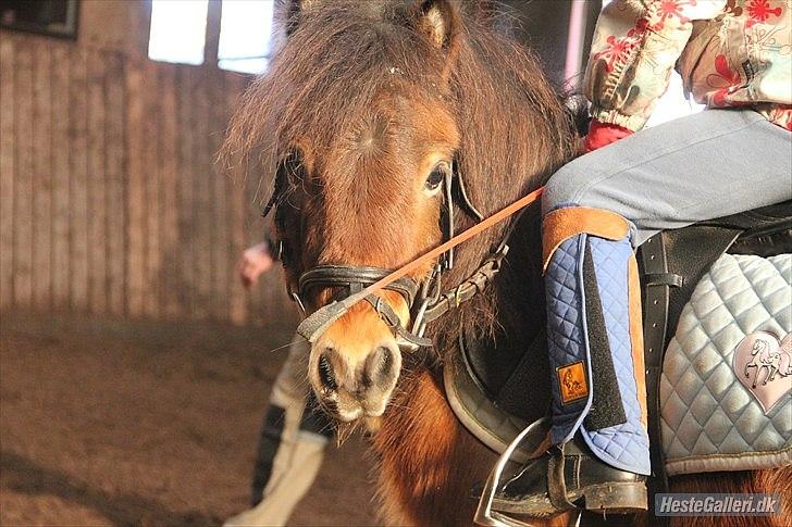 Shetlænder Felix (solgt) billede 8