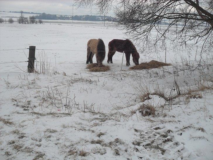 Islænder Skarphedinn fra Skiveren billede 14