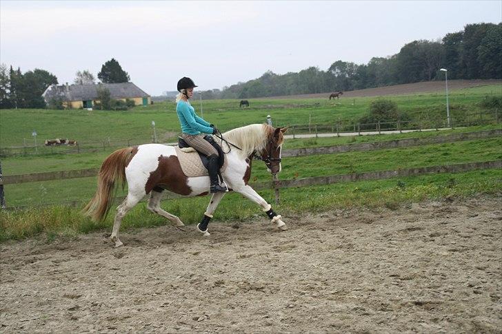Pinto Fiona - Inger på Fiona - 2010  billede 15