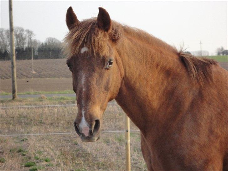 Anden særlig race Zephyr  - Efterår 2010. billede 5