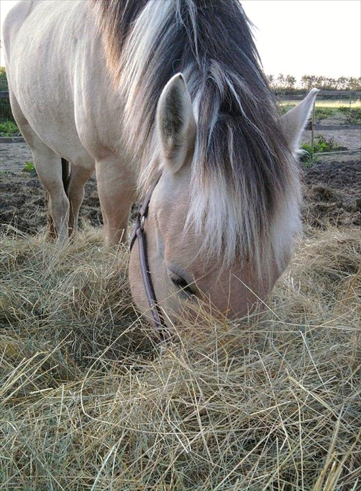 Fjordhest Spyro [tidl. Part] billede 8