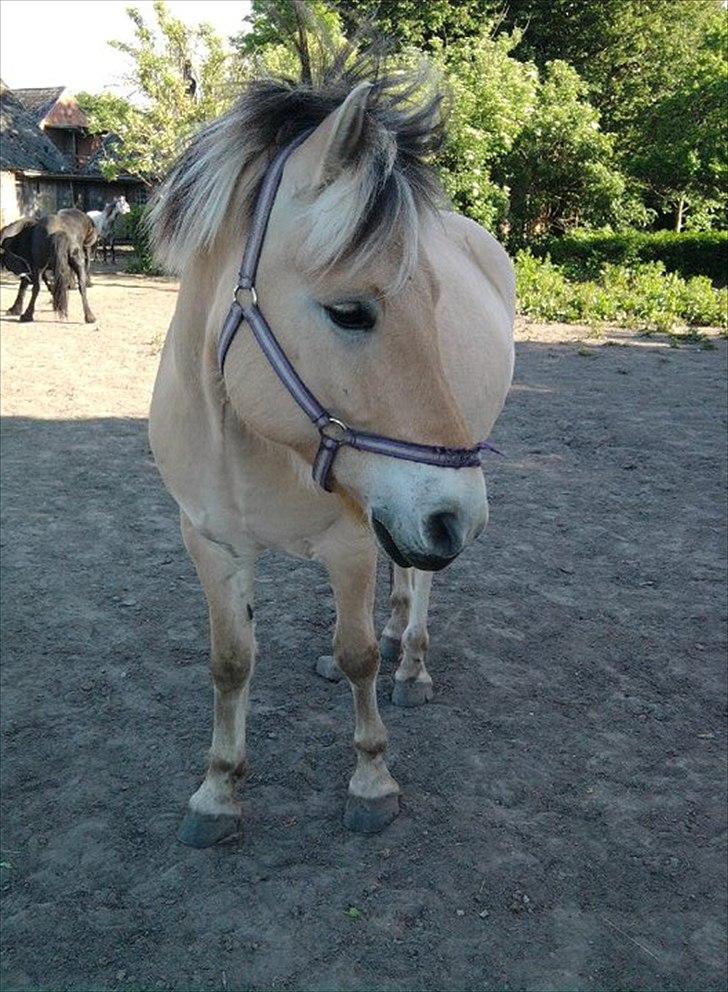 Fjordhest Spyro [tidl. Part] billede 9