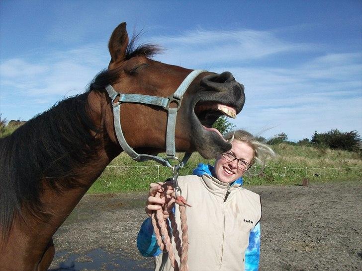 Dansk Varmblod Lillegårdens Daytona - Se mig - Er jeg ikke dejlig?! billede 1