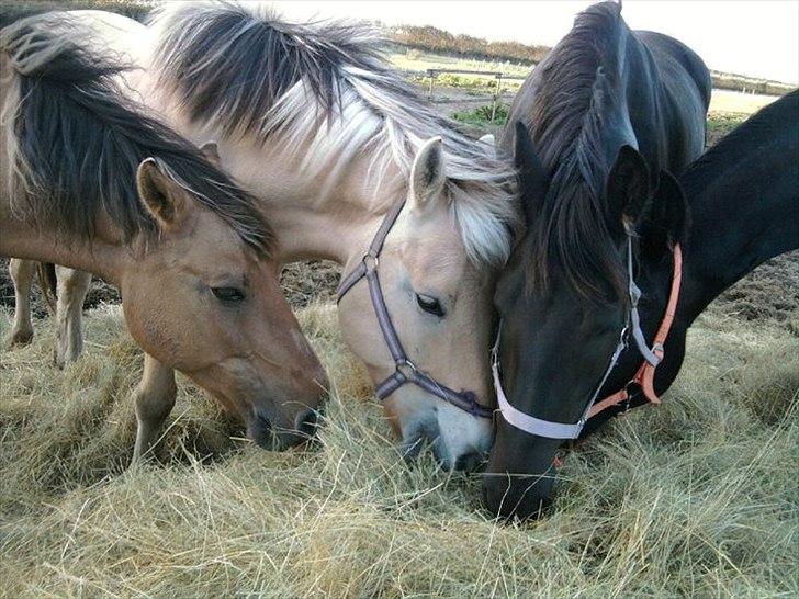 Fjordhest Spyro [tidl. Part] billede 10