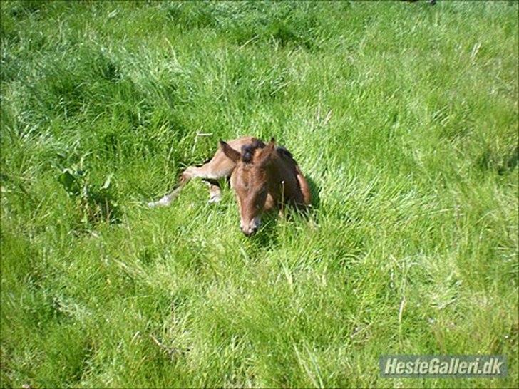 Dansk Varmblod Lillegårdens Daytona - Meget lille Toni billede 2
