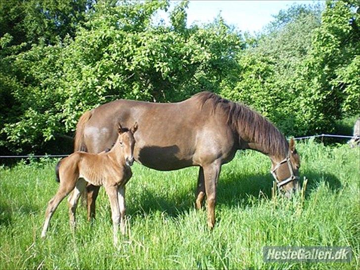 Dansk Varmblod Lillegårdens Daytona - Toni med mor Linetta billede 3