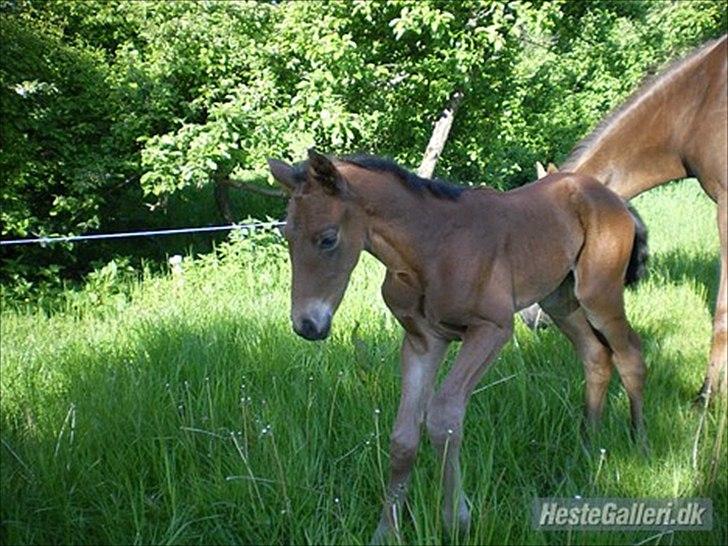 Dansk Varmblod Lillegårdens Daytona billede 4